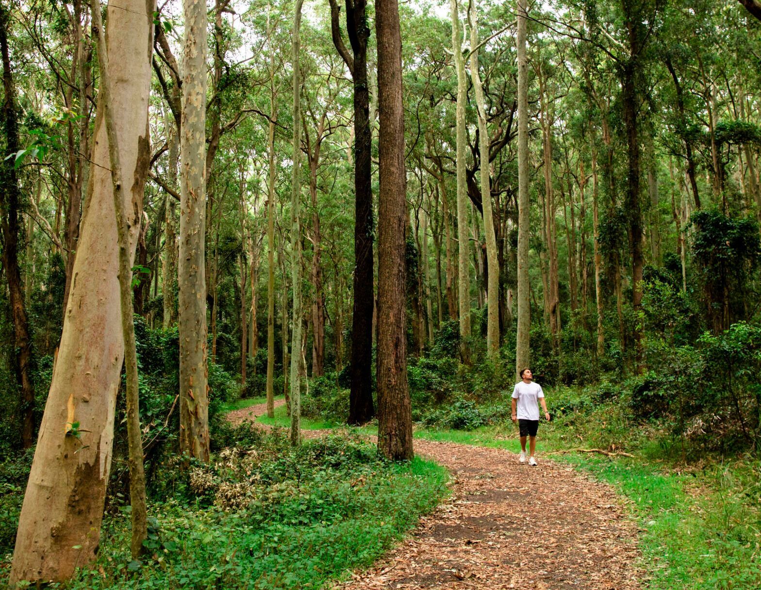 Person walks along a forest path surrounded by tall trees and lush green foliage. Newcastle NSW