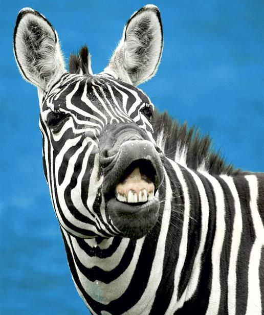 Zebra