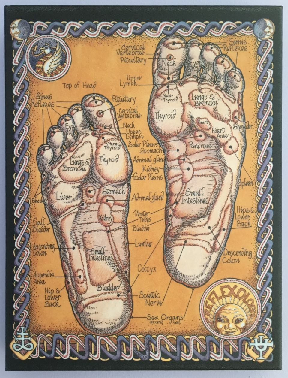 Les points importants dans la réflexologie plantaire