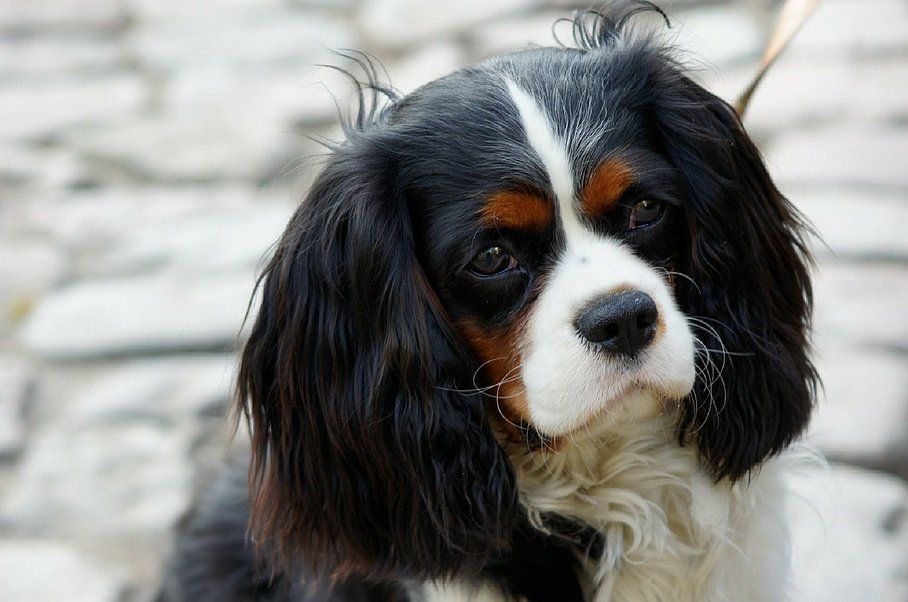 Elevage de chiens Cavalier King Charles en Haute-Garonne (31)