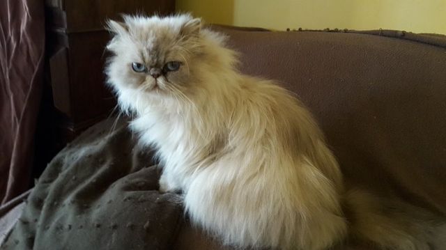 Elevage De Chats Et Chiens L Atelier De Pascale A Villemur Sur Tarn Elevage De Chats Et Chiens L Atelier De Pascale A Villemur Sur Tarn