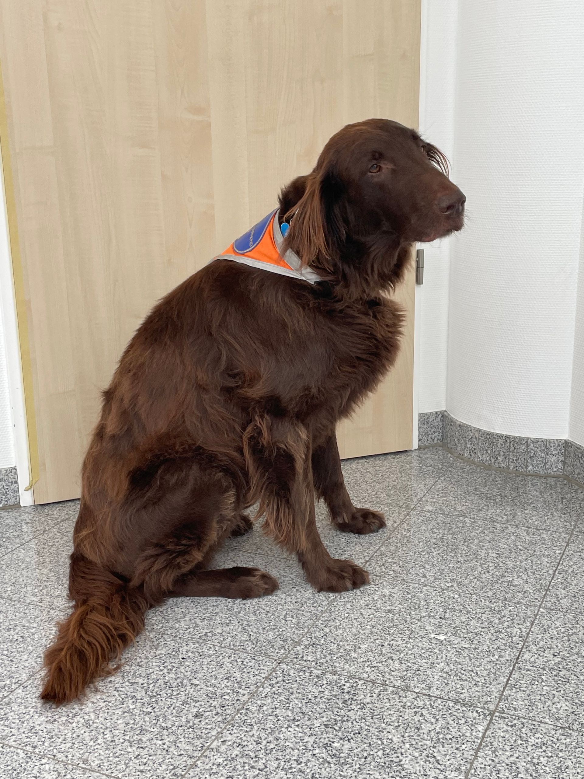 Blindenhund Eido