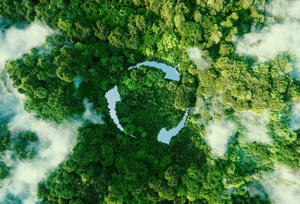 Une forêt