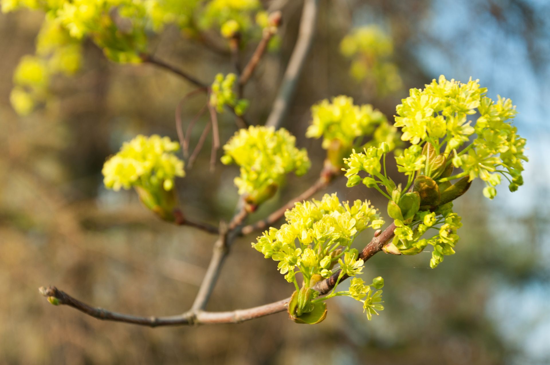 Baumscheibe mit Blättern