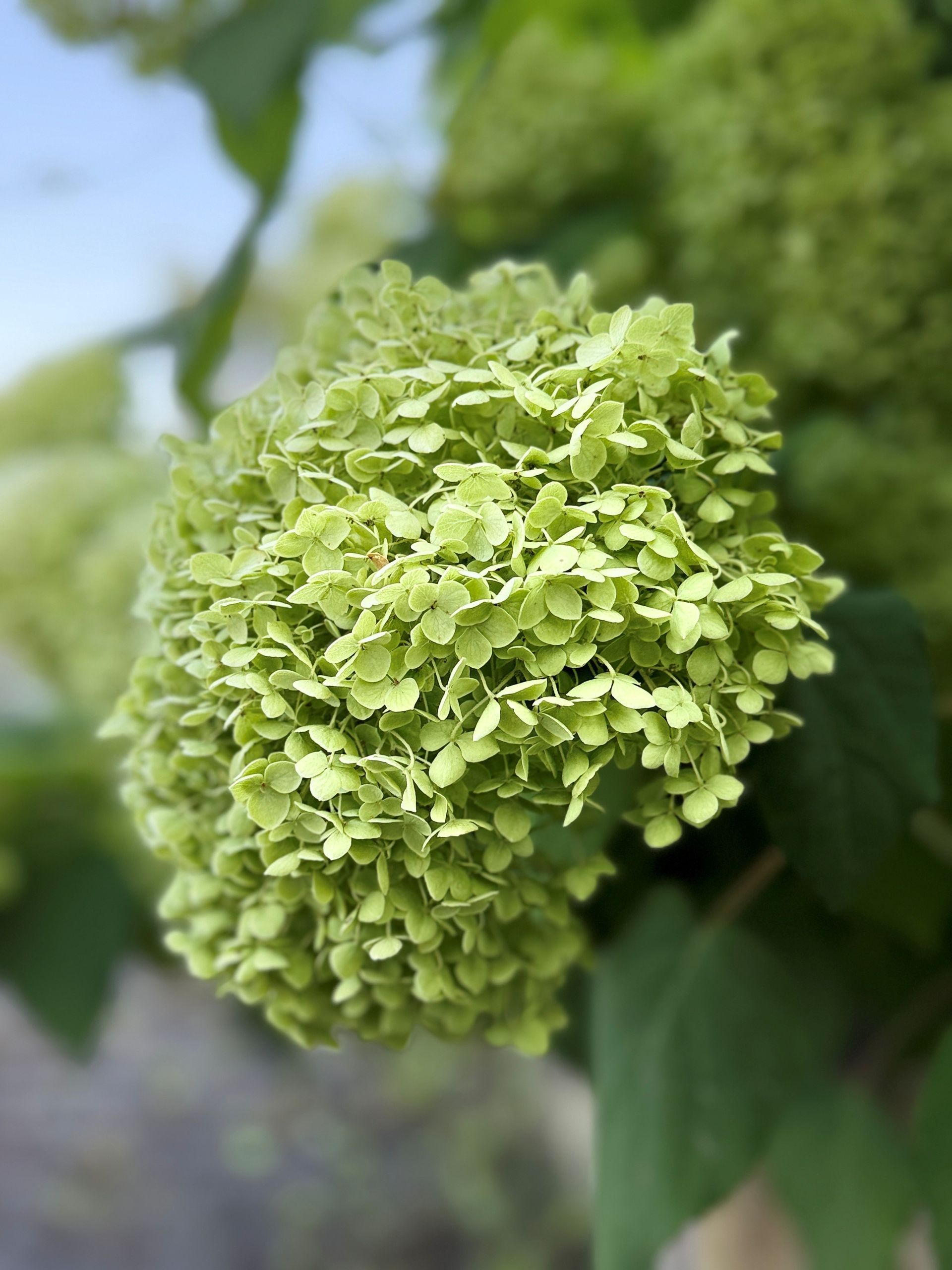 Grüne Hortensienblüten mit üppigen, sich überlappenden Blütenblättern.