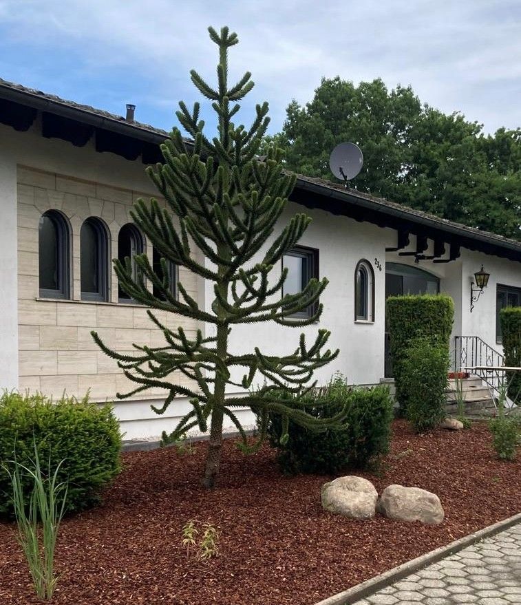 Vor einem weißen Haus mit einem braunen Mulchbeet steht eine Andentanne.