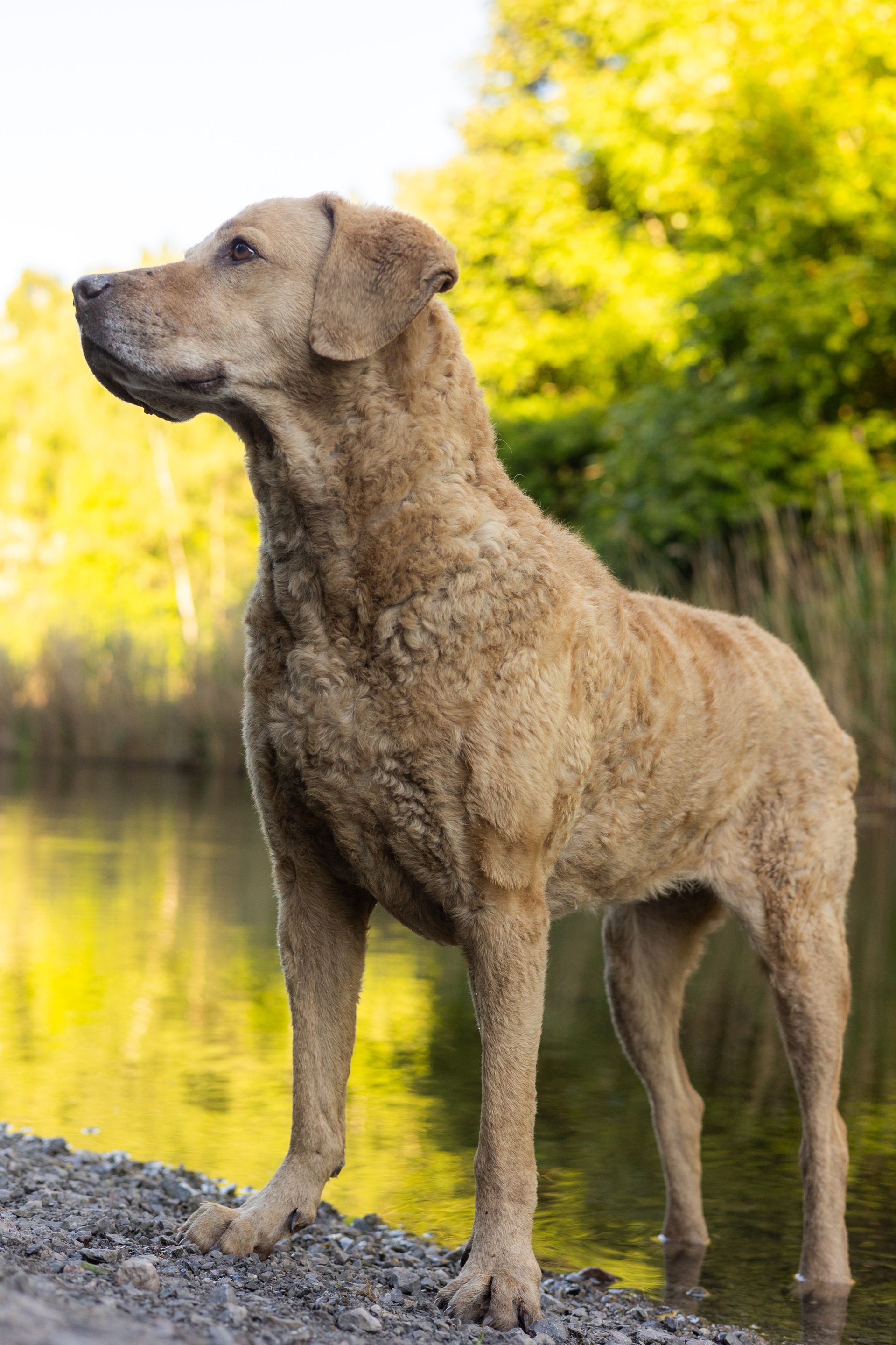 Ein braun gebräunter, nasser Hund steht an einem felsigen Ufer und blickt auf das sonnenbeschienene Wasser.