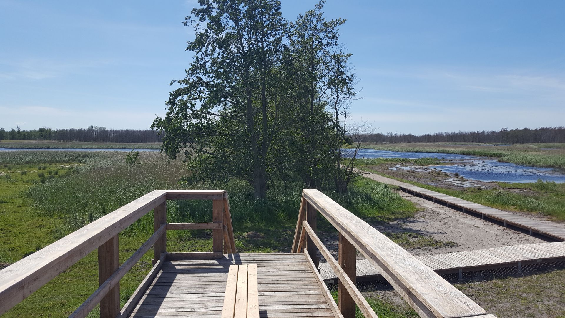 Vogelbeobachtung, Wildbeobachtung, Kraniche