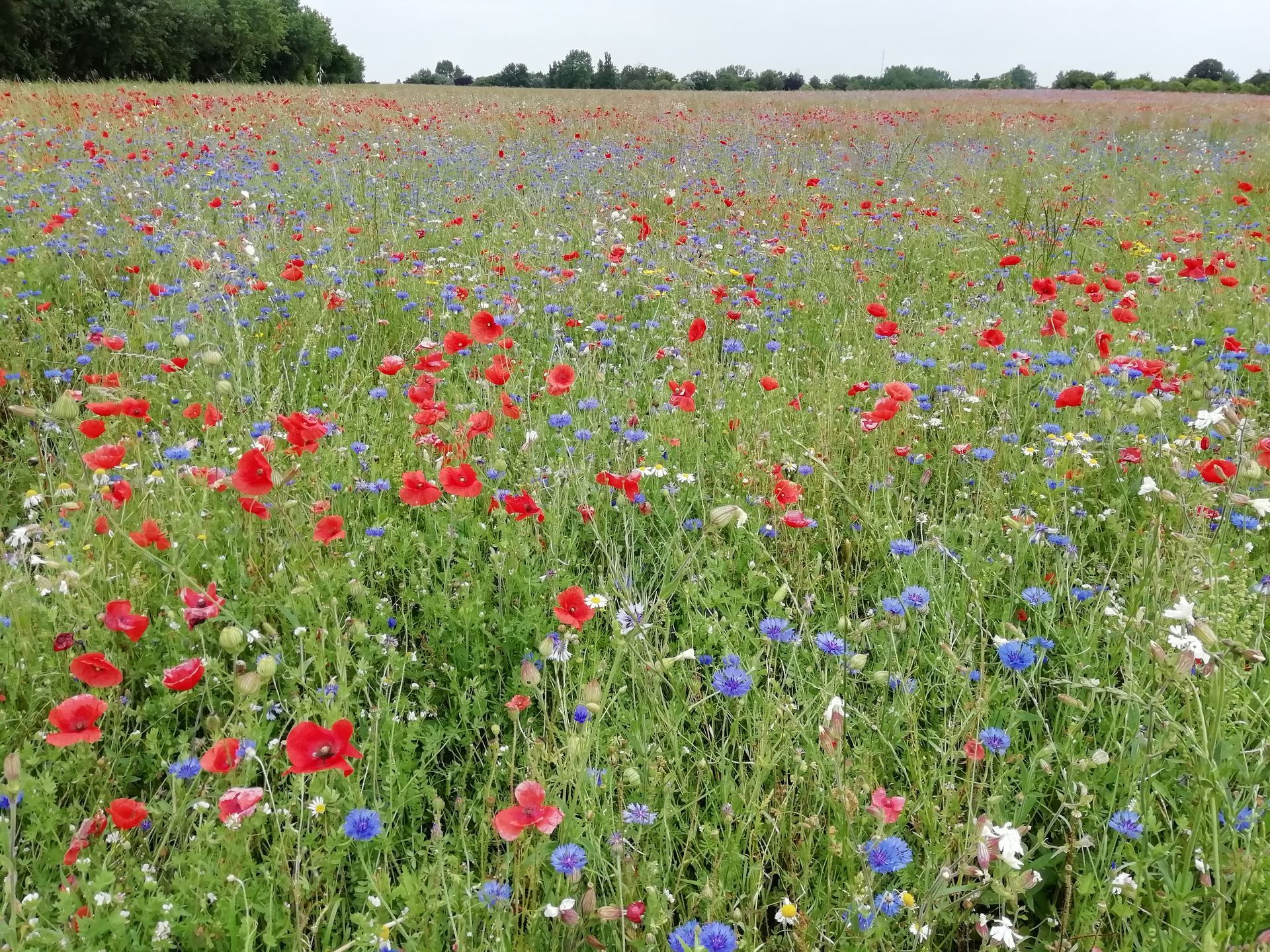 Bakelberg Ahrenshoop Mohnblumen
