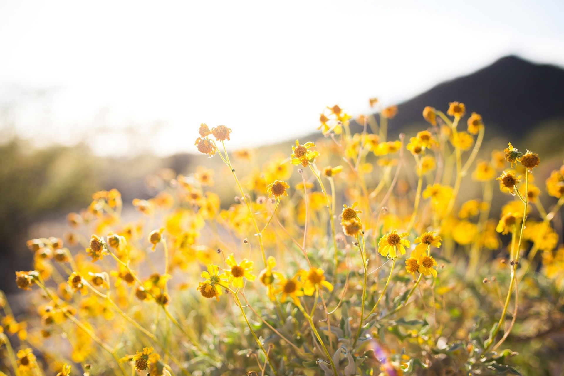 Yellow wildflowers glowing in sunlight with a blurred mountain in the background