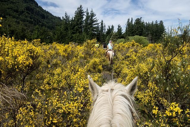White horse following a rider through yellow wildflowers on a forest trail