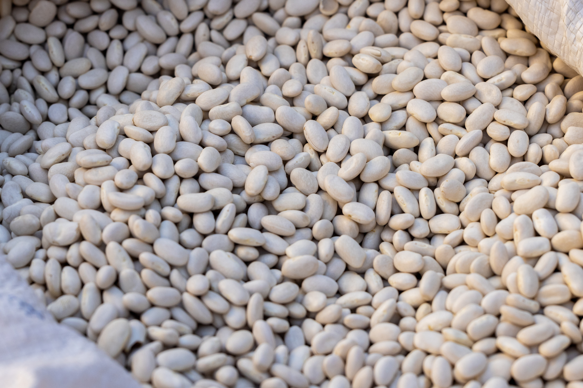 Frijoles blancos, llenando una bolsa, bien apretados unos contra otros.