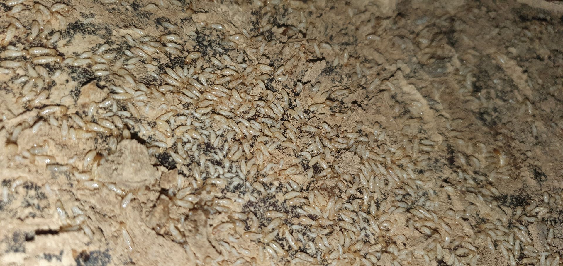 Termites en groupe