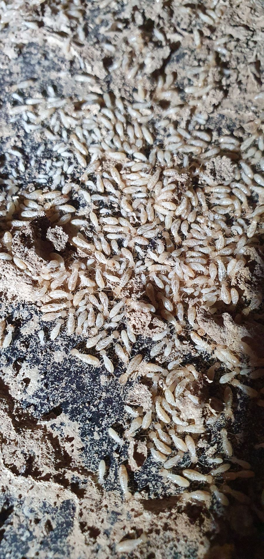 Plein de termites