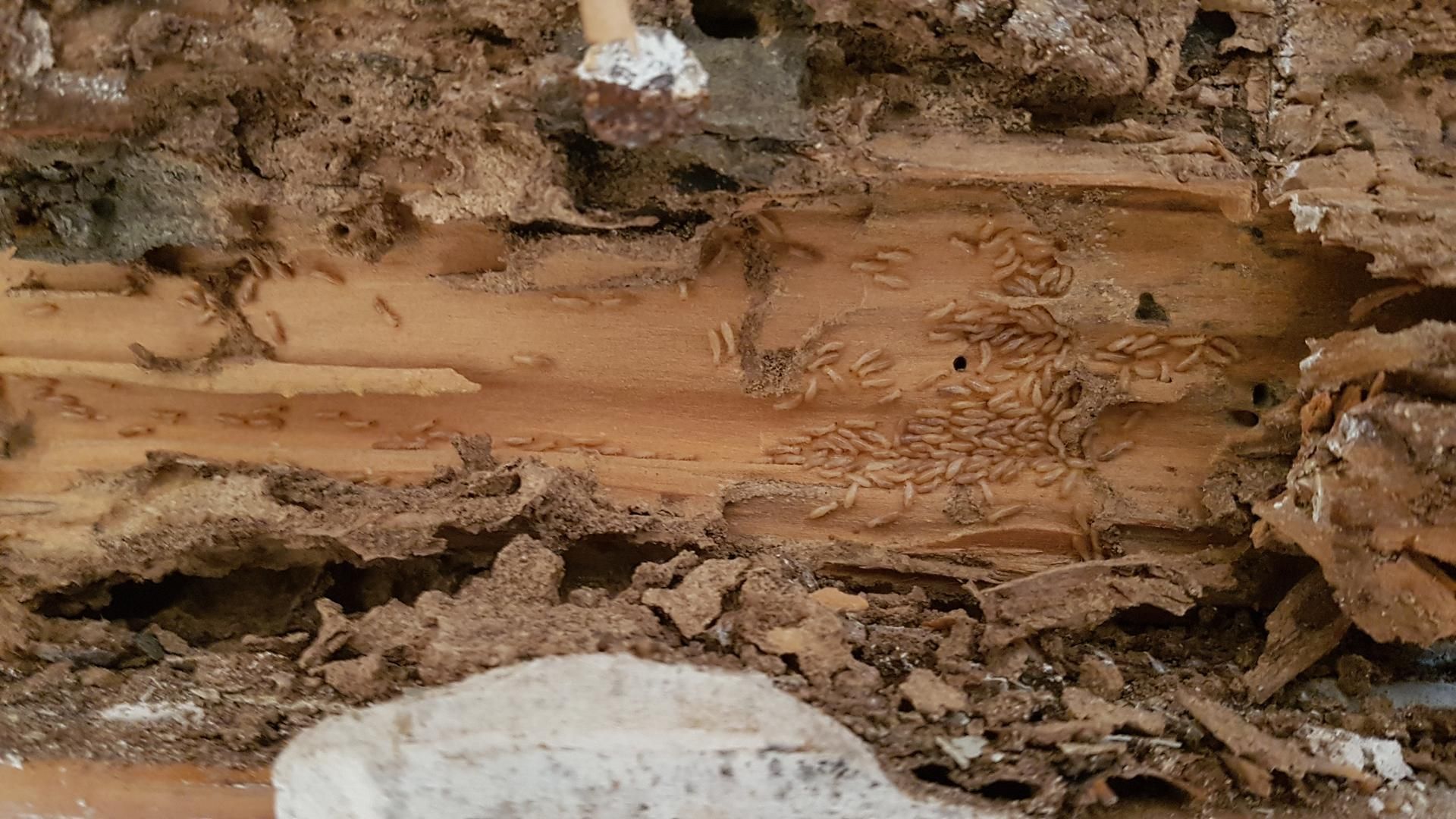 Souche dégradée par des termites