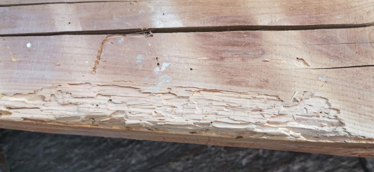 Bois abîmé par les termites