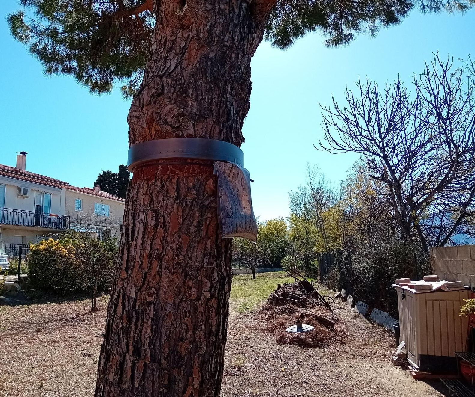 Arbre avec un piège dessus