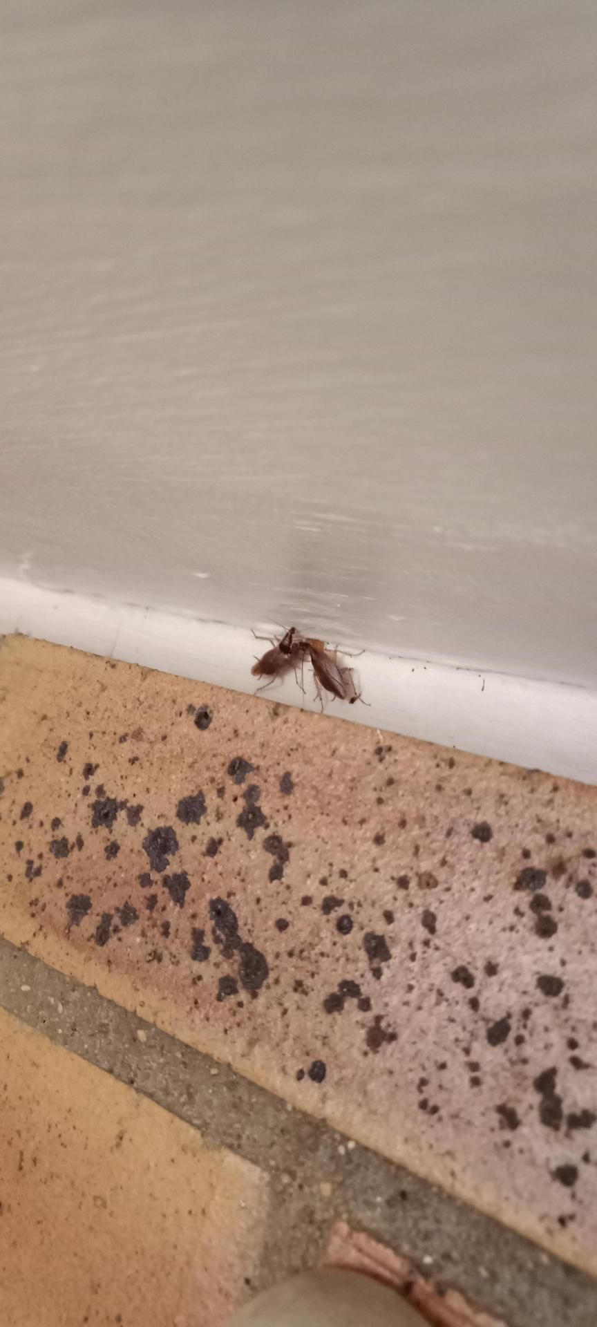 Insectes sur une plinthe