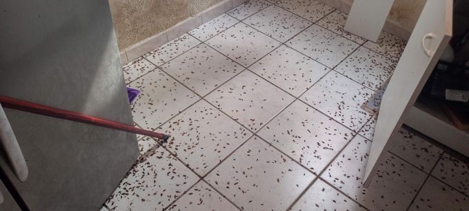 Insectes exterminés sur un carrelage
