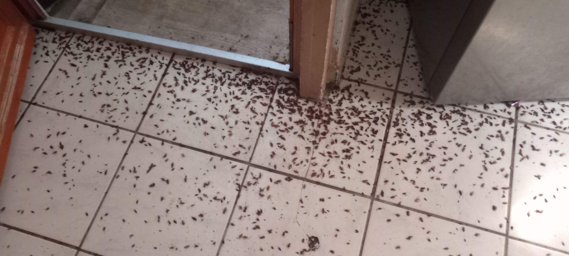 Insectes morts en quantité sur un sol