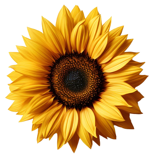 Tournesol