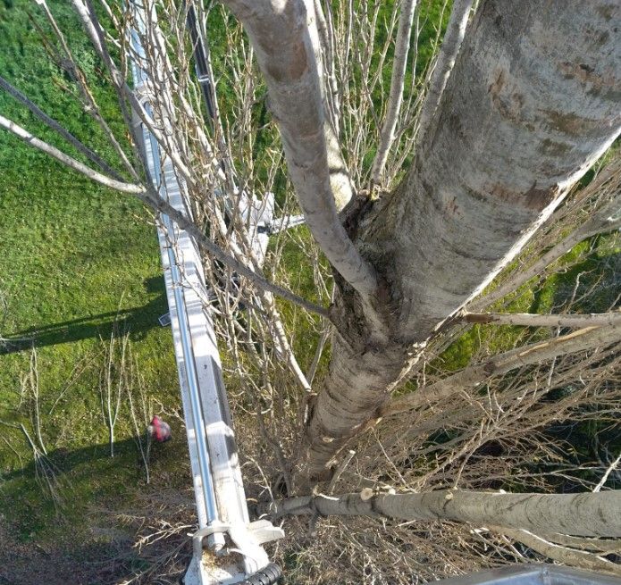 Élagage dangereux, délicat