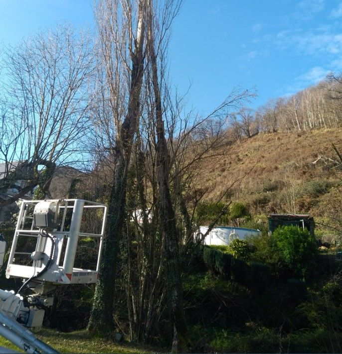 Abattage zone dangereuse 65