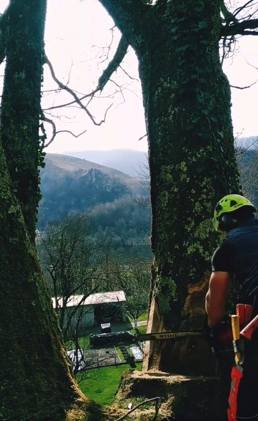 Abattage d'arbre par nos experts