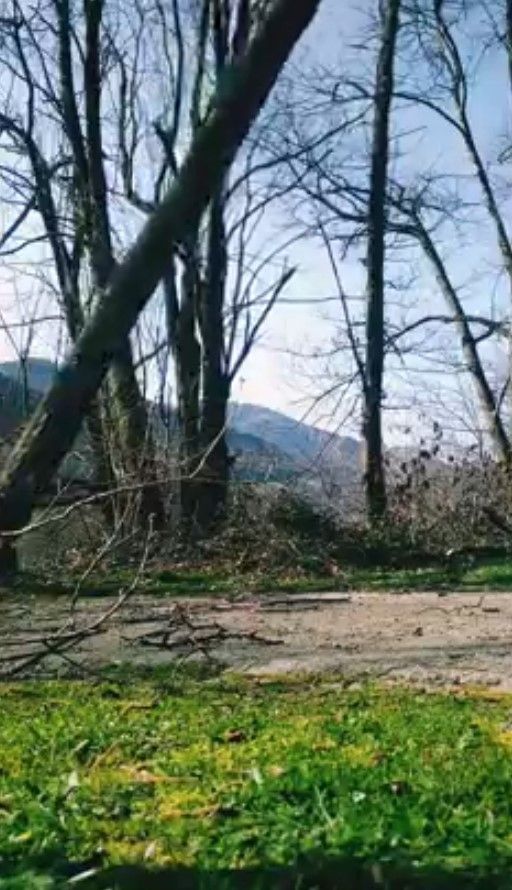 Abattage par nos arboristes