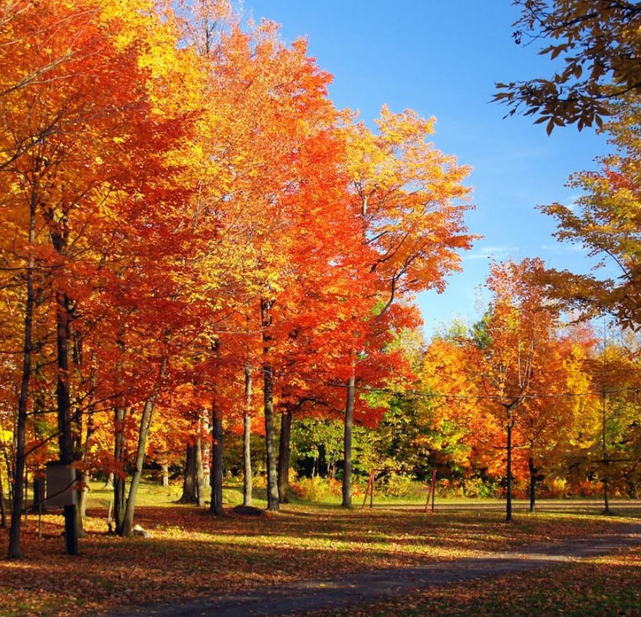 Aménagements extérieurs, élagage arbre