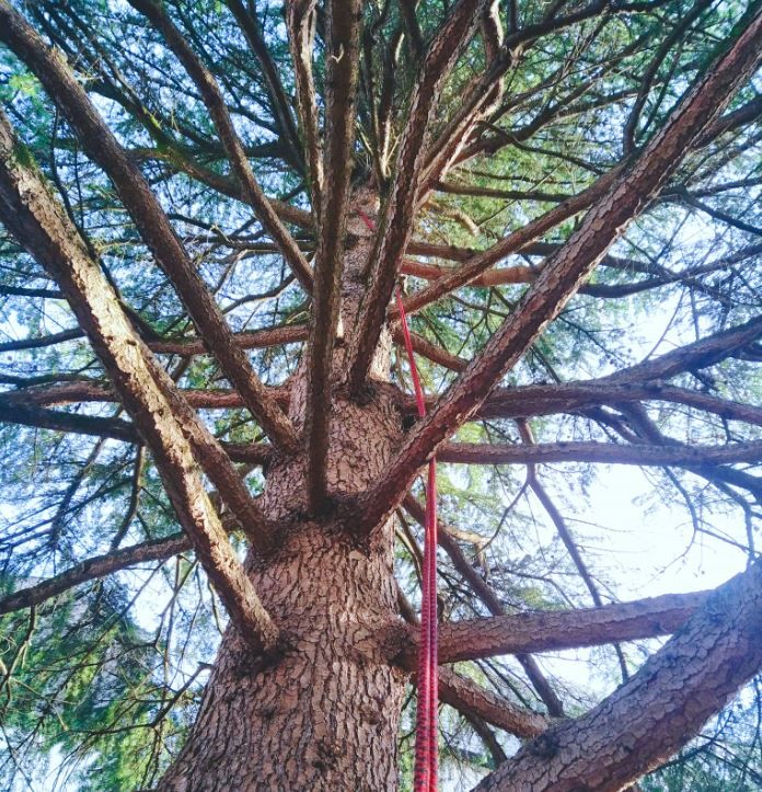 Taille sécurisation en hauteur