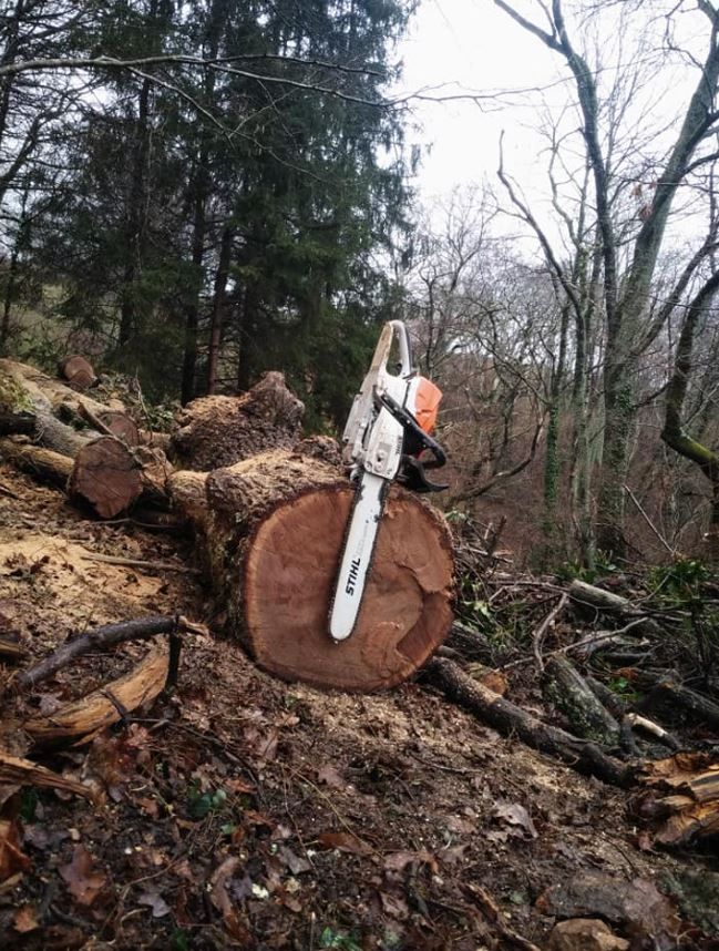 Paysagistes professionnels experts de la taille d'arbre