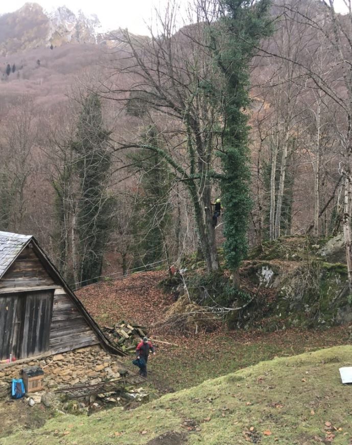 Projet élagage abattage par GBP