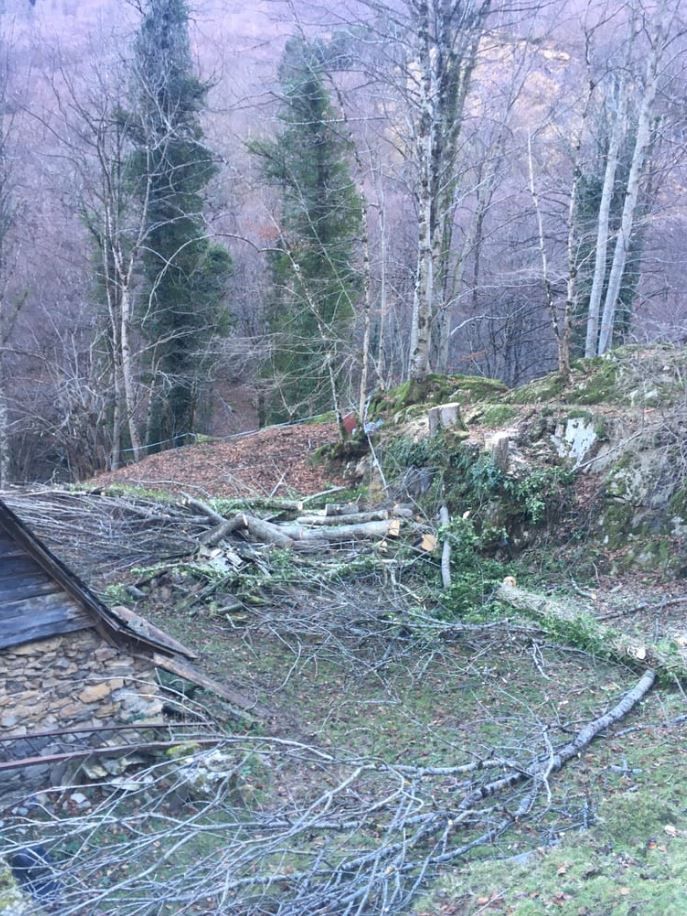 Travaux d'entretien des arbres, taille