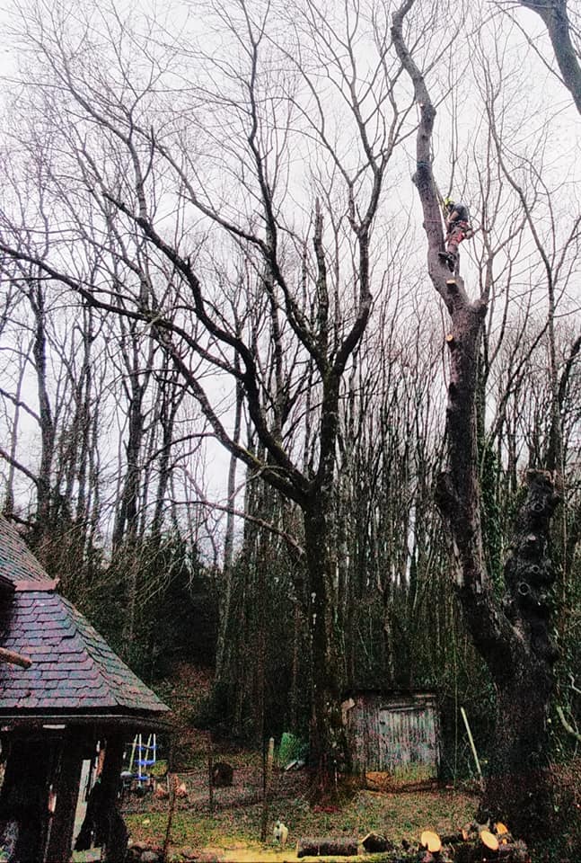 Interventions enreprise du paysage GBP