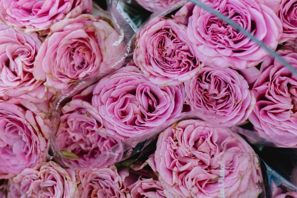 Gros plan d'un bouquet de roses roses serrées