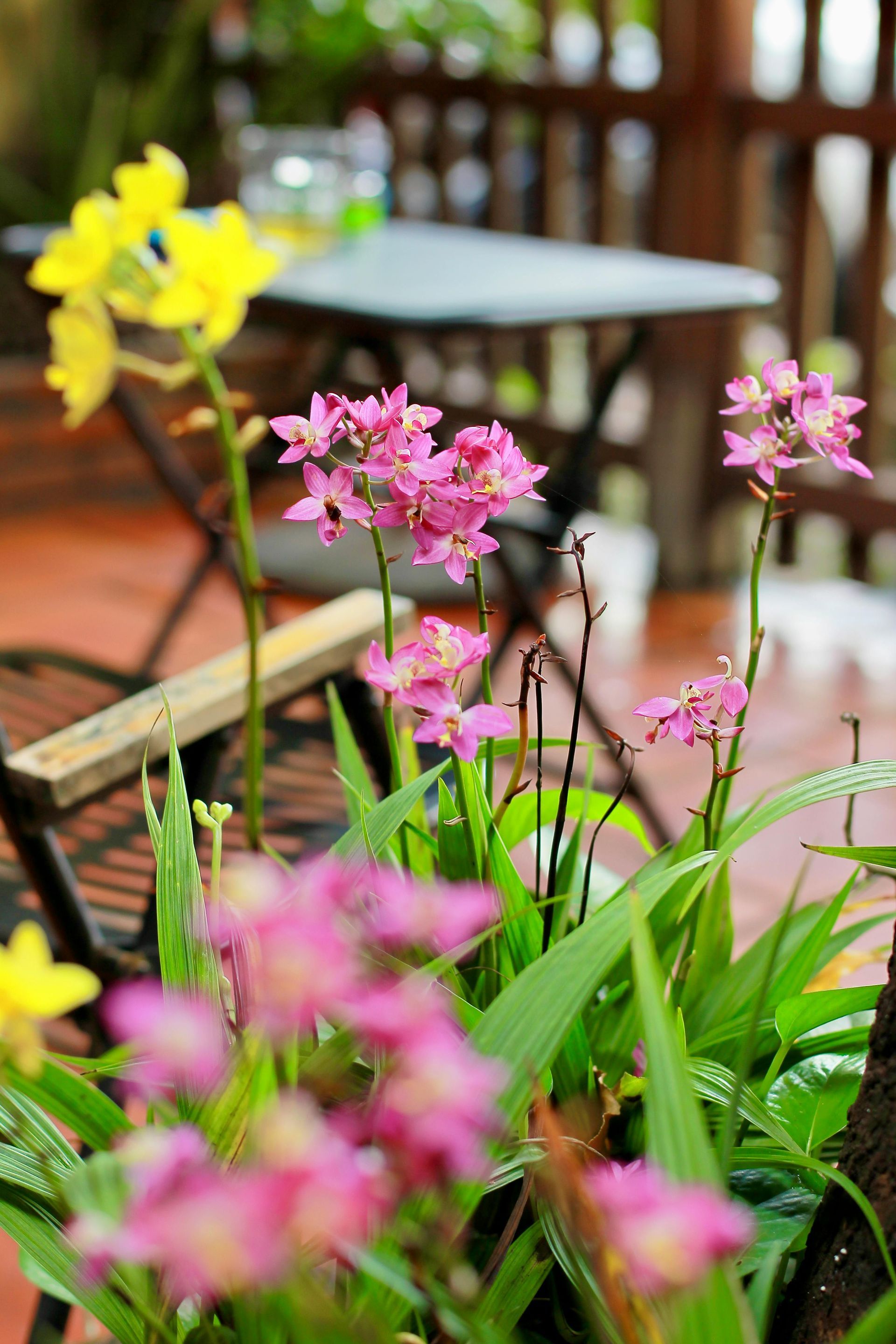 Des fleurs roses et jaunes s'épanouissent dans un jardin, à côté d'une table et de chaises en bois.