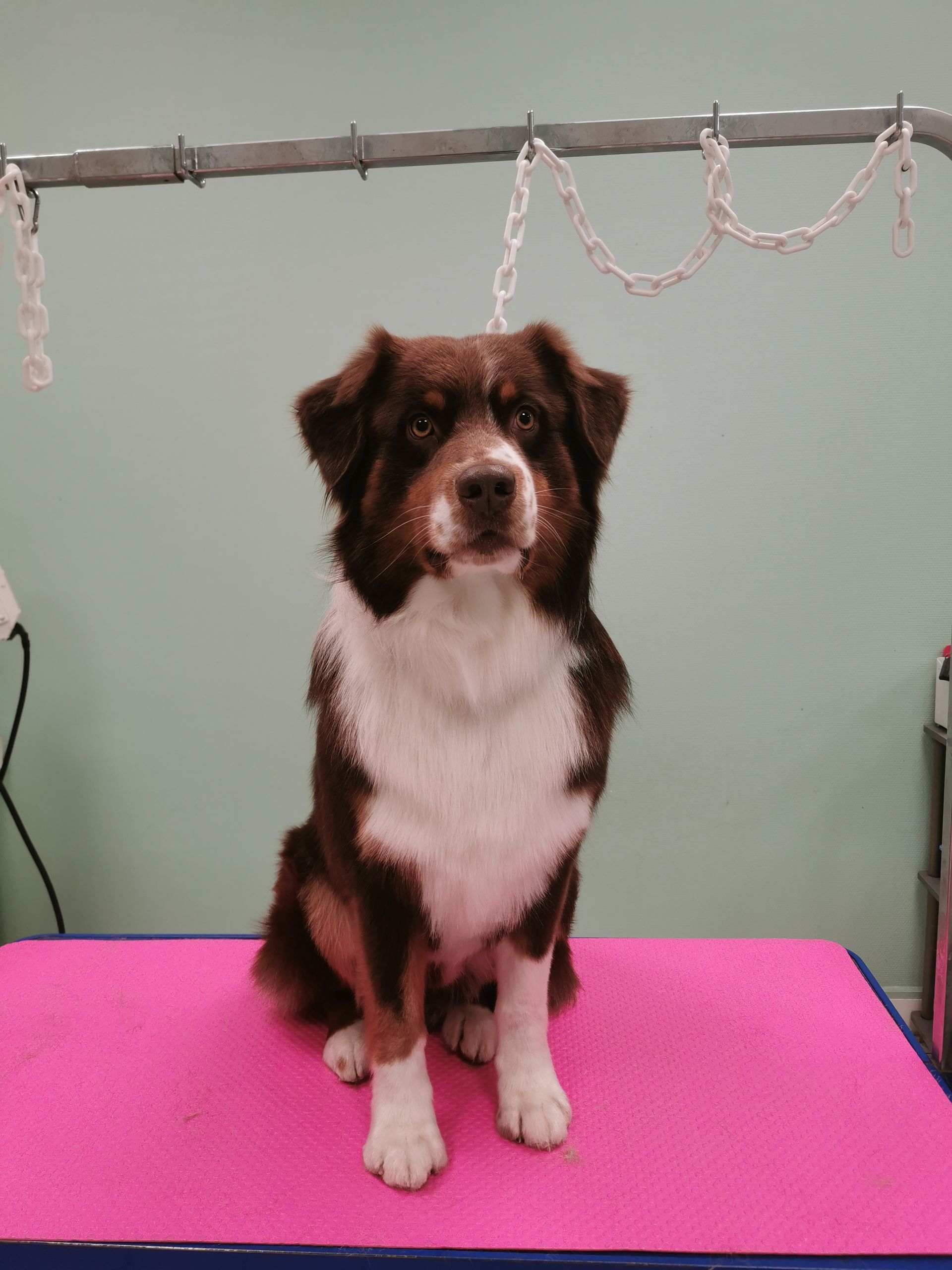 Un grand chien assis