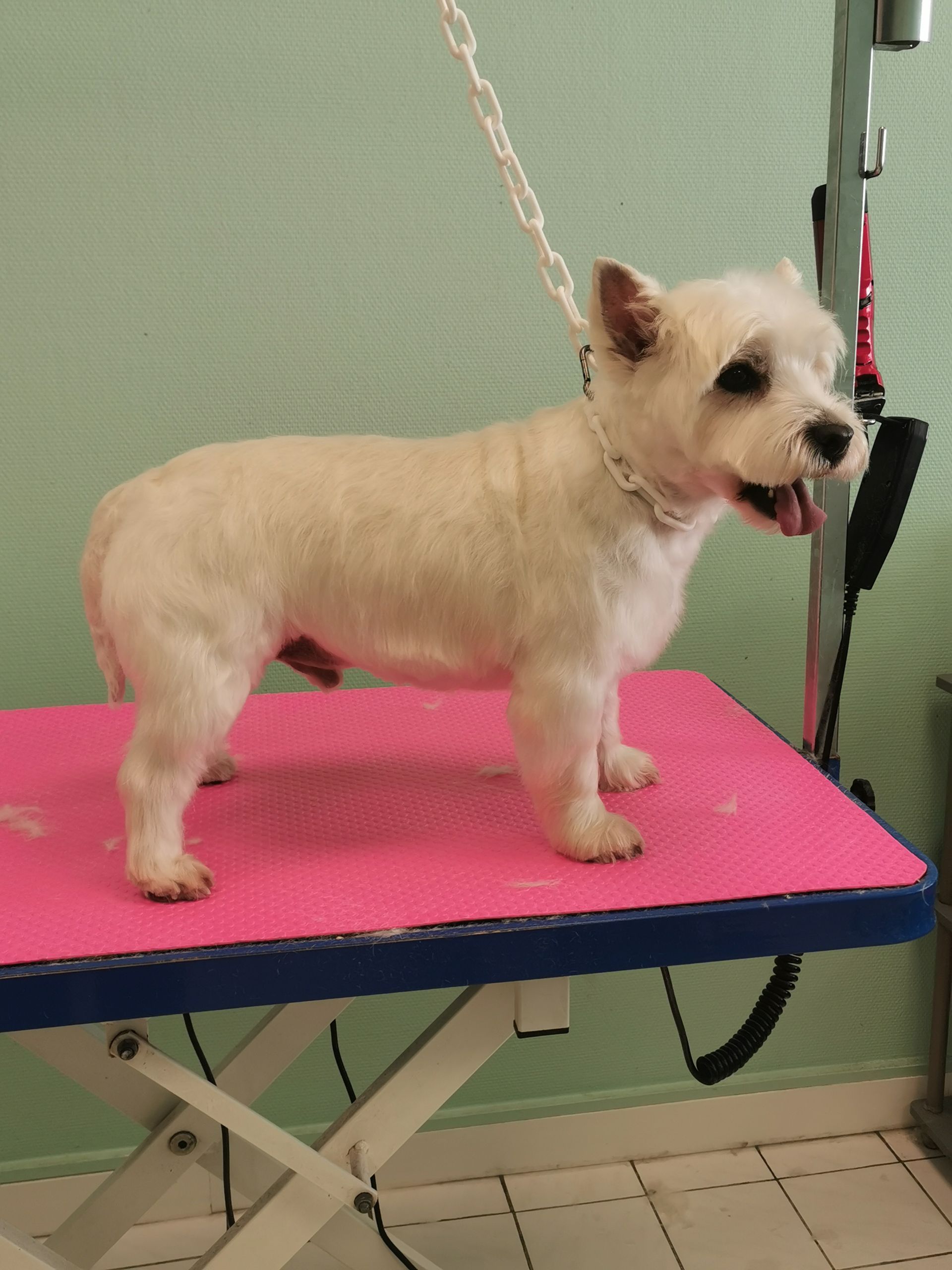 Toilettage d'une race de chien