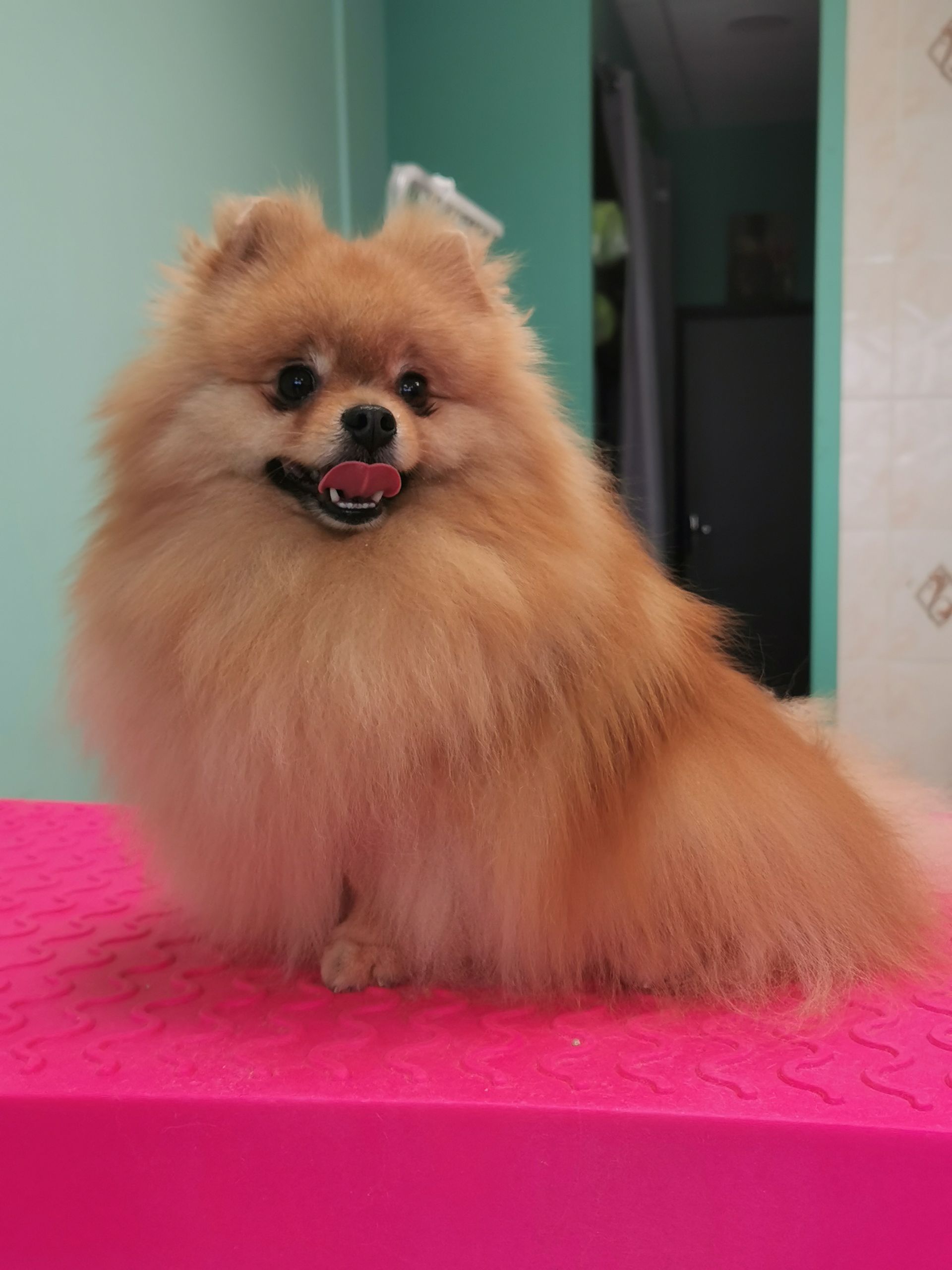 Toilettage d'un petit chien spitz