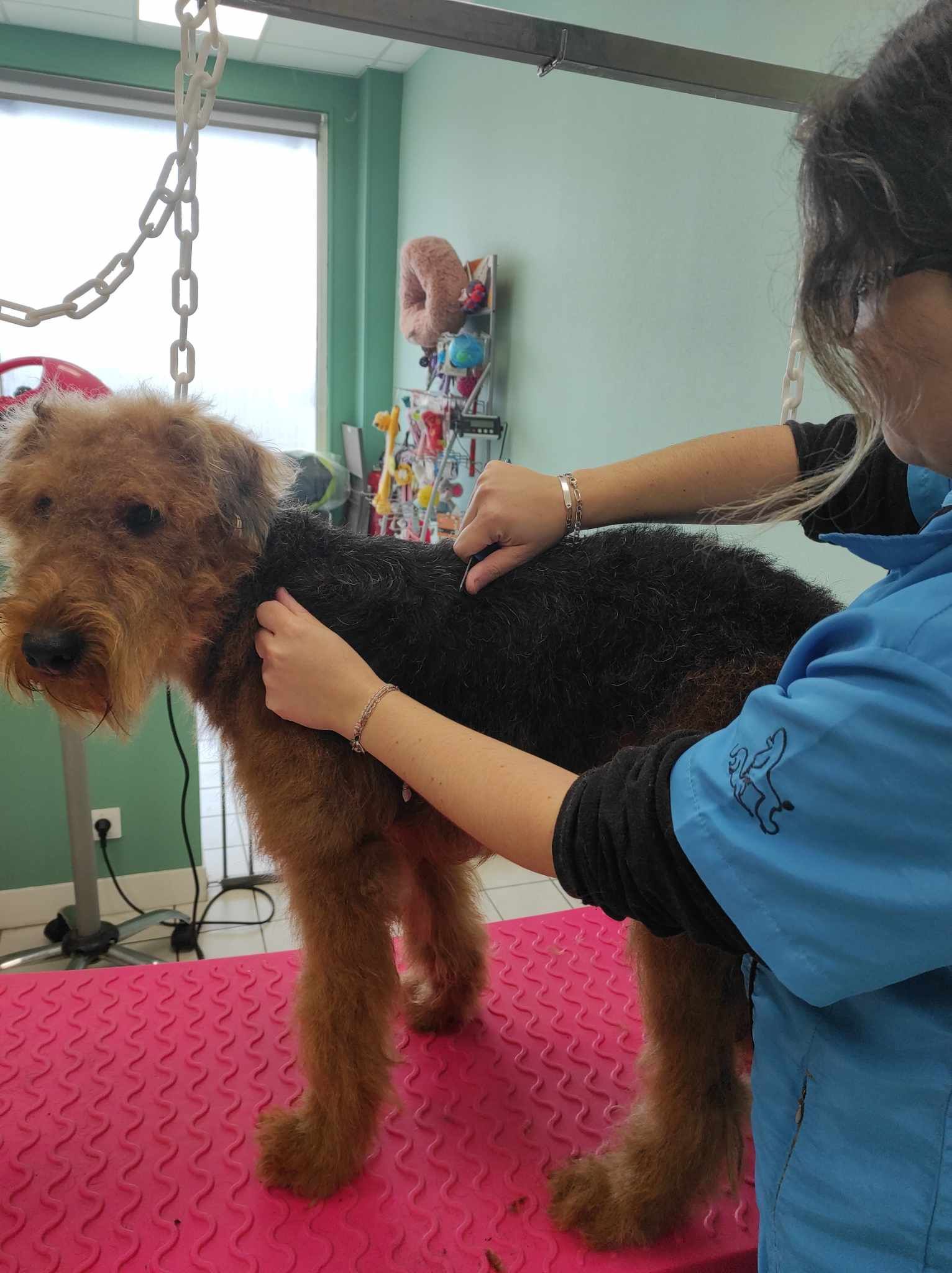 Toilettage d'un grand chien