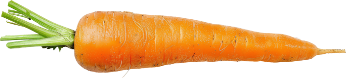 Eine Karotte mit grünem Blattwerk auf weißem Hintergrund.