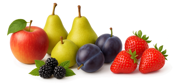 Eine Auswahl an frischem Obst, darunter Äpfel, Birnen, Pflaumen, Erdbeeren und Brombeeren auf weißem Hintergrund.