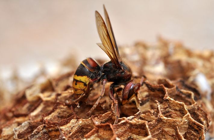 Un frelon sur un nid à la texture rugueuse, avec des marques jaunes, noires et orange, et des ailes translucides.