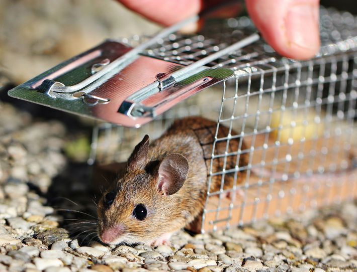 Une souris dans un petit piège en fil de fer, tendant la patte sur le gravier près de la main d’une personne.