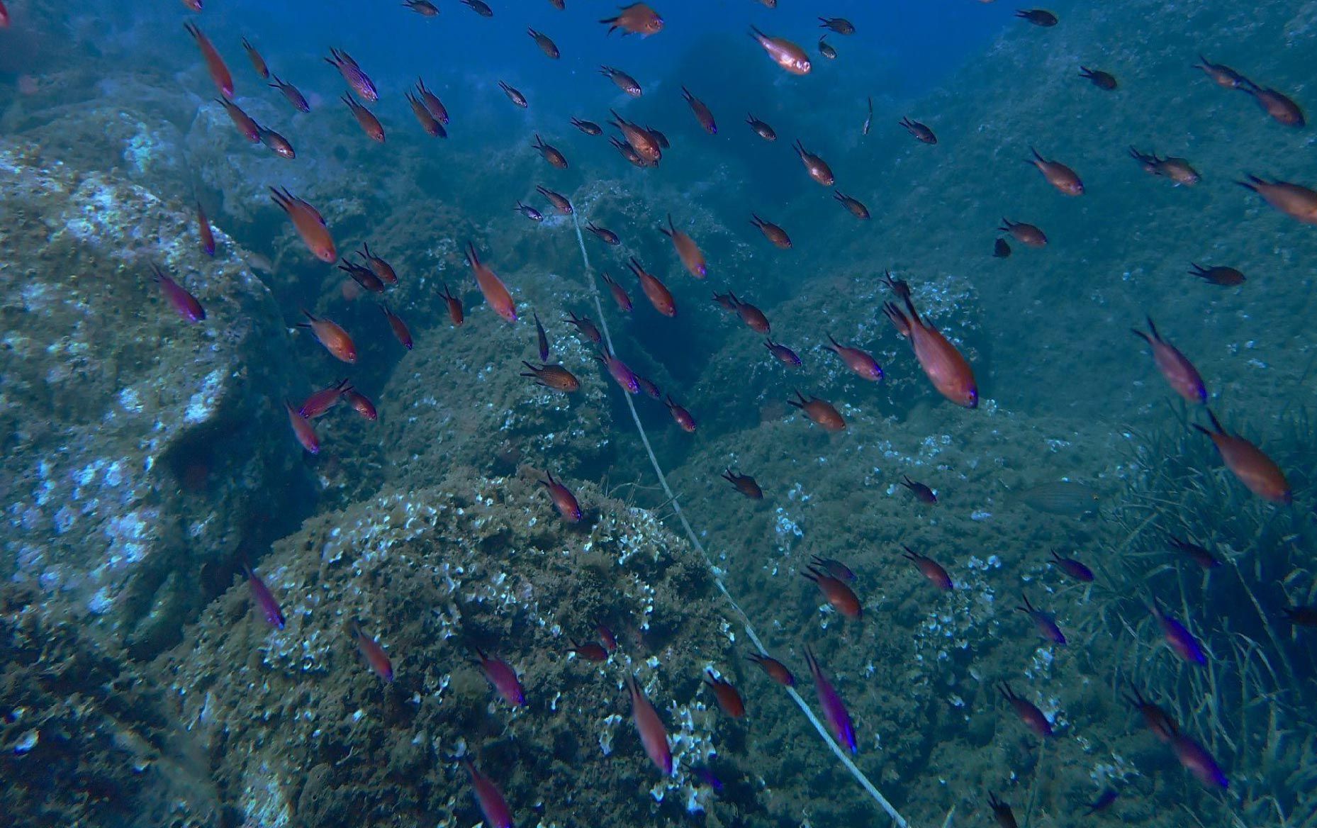 Un banco de pequeños peces rojos y morados nadando sobre un fondo marino rocoso en aguas azules cristalinas.