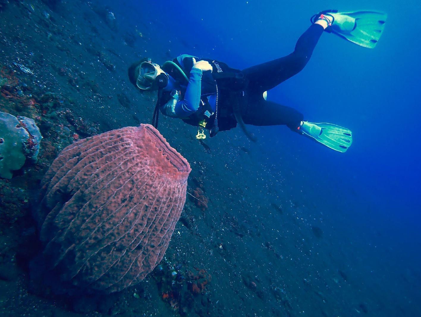 Buzo nadando junto a un gran arrecife de coral rosa en aguas cristalinas de color azul.