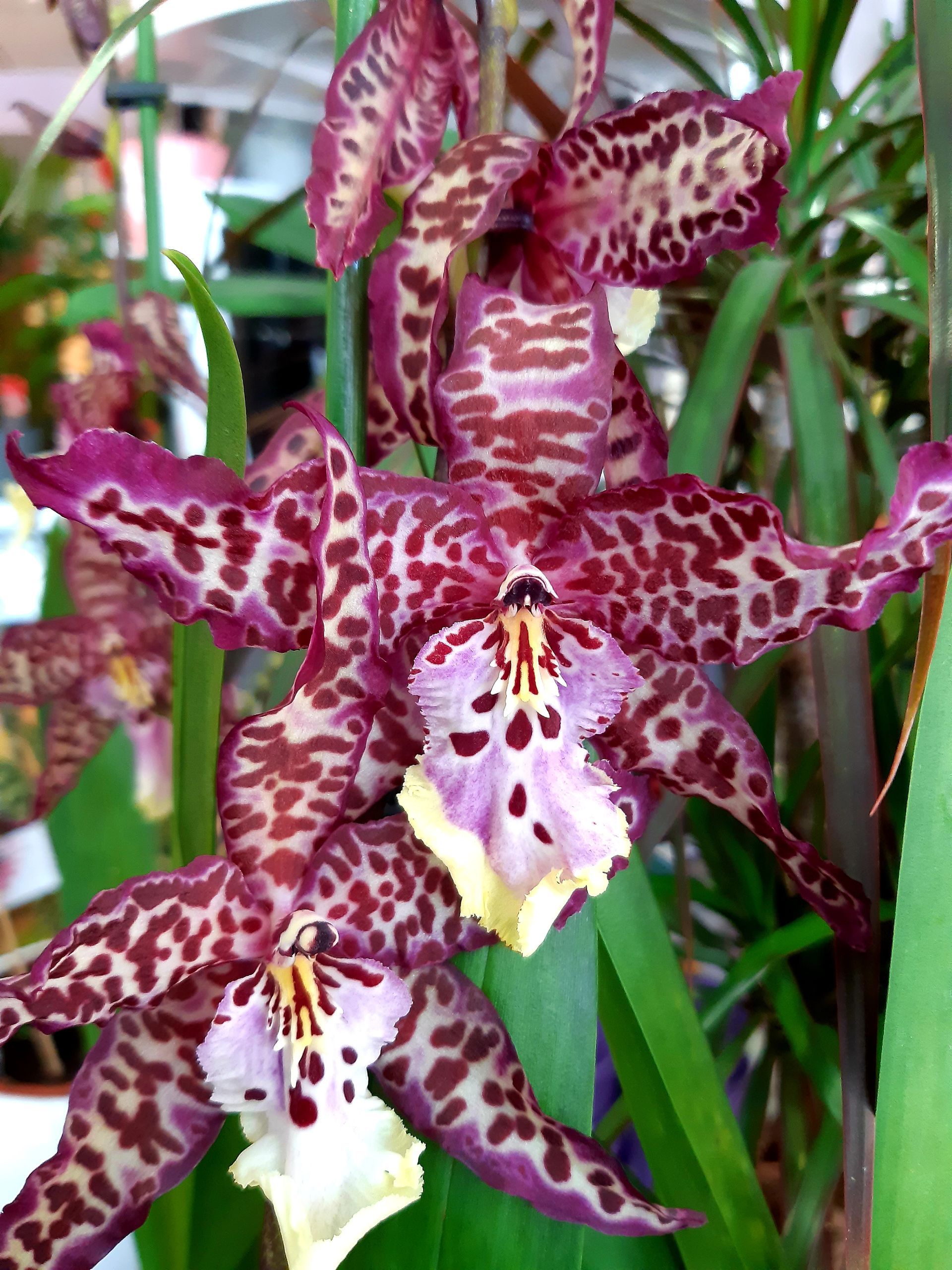 Plantes et orchidées