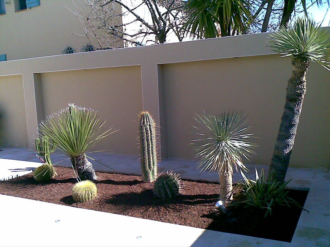 Des cactus plantés