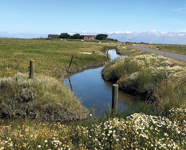 Ein kleiner Bach fließt durch eine Wiese, im Hintergrund ist ein Haus zu sehen.